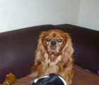 De race Cavalier King Charles Spaniel disponible pour saillie