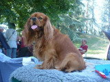 De race Cavalier King Charles Spaniel disponible pour saillie