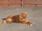 De race Cavalier King Charles Spaniel disponible pour saillie