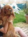 De race Cavalier King Charles Spaniel disponible pour saillie