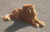 De race Cavalier King Charles Spaniel disponible pour saillie