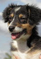 Chien de race Berger Australien femelle à vendre