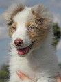 Chien de race Berger Australien femelle à vendre