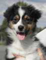 Chien de race Berger Australien femelle à vendre