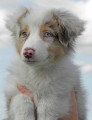 Chien de race Berger Australien femelle à vendre