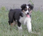Chien de race Berger Australien femelle à vendre