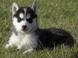 Chien de race Husky Sibérien femelle à vendre