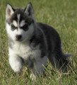 Chien de race Husky Sibérien femelle à vendre