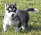 Chien de race Husky Sibérien femelle à vendre