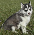 Chien de race Husky Sibérien femelle à vendre