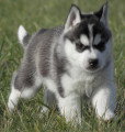 Chien de race Husky Sibérien femelle à vendre