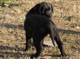 Chiots de race Labrador Retriever à vendre (1 femelle & 1 mâle)