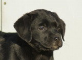 Chiots de race Labrador Retriever à vendre (1 femelle & 1 mâle)