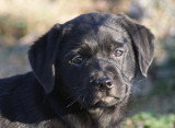 Chiots de race Labrador Retriever à vendre (1 femelle & 1 mâle)