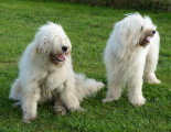 Chien adulte de race Berger de Russie Méridionale mâle à vendre