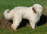 Chien adulte de race Berger de Russie Méridionale mâle à vendre