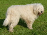 Chien adulte de race Berger de Russie Méridionale mâle à vendre