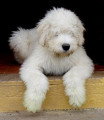 Chien adulte de race Berger de Russie Méridionale mâle à vendre