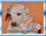 Chiots de race Petit Lévrier Italien à vendre (1 femelle & 1 mâle)