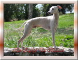 Chiots de race Petit Lévrier Italien à vendre (1 femelle & 1 mâle)