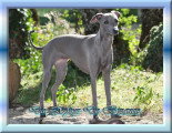 Chiots de race Petit Lévrier Italien à vendre (1 femelle & 1 mâle)
