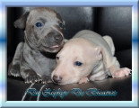 Chiots de race Petit Lévrier Italien à vendre (1 femelle & 1 mâle)