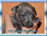 Chiots de race Petit Lévrier Italien à vendre (1 femelle & 1 mâle)
