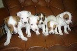 Chiots de race Jack Russell à vendre (3 femelles & 3 mâles)