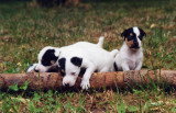 Chiots de race Jack Russell à vendre (3 femelles & 3 mâles)