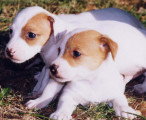 Chiots de race Jack Russell à vendre (3 femelles & 3 mâles)