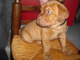 Chiots de race Dogue de Bordeaux à vendre (4 femelles & 4 mâles)
