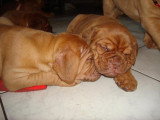 Chiots de race Dogue de Bordeaux à vendre (4 femelles & 4 mâles)