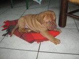 Chiots de race Dogue de Bordeaux à vendre (4 femelles & 4 mâles)