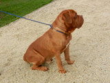 Chiots de race Dogue de Bordeaux à vendre (4 femelles & 4 mâles)