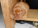 Chiots de race Dogue de Bordeaux à vendre (4 femelles & 4 mâles)
