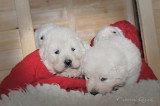 Chiots de race Berger Polonais de Podhale à vendre (4 femelles & 4 mâles)