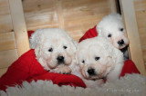 Chiots de race Berger Polonais de Podhale à vendre (4 femelles & 4 mâles)