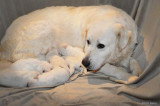 Chiots de race Berger Polonais de Podhale à vendre (4 femelles & 4 mâles)