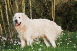 Chiots de race Berger Polonais de Podhale à vendre (4 femelles & 4 mâles)