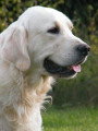 Chiots de race Golden Retriever à vendre (3 femelles & 3 mâles)