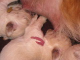 Chiots de race Golden Retriever à vendre (3 femelles & 3 mâles)