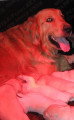 Chiots de race Golden Retriever à vendre (3 femelles & 3 mâles)
