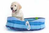 Chiots de race Golden Retriever à vendre (3 femelles & 3 mâles)