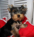 Chiot de race Yorkshire Terrier femelle à vendre