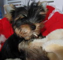 Chiot de race Yorkshire Terrier femelle à vendre