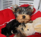 Chiot de race Yorkshire Terrier femelle à vendre