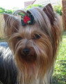 Chiot de race Yorkshire Terrier femelle à vendre