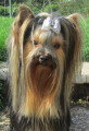 Chiot de race Yorkshire Terrier femelle à vendre