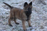 Chiot de race Berger Belge Tervueren femelle à vendre