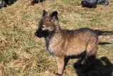 Chiot de race Berger Belge Tervueren femelle à vendre